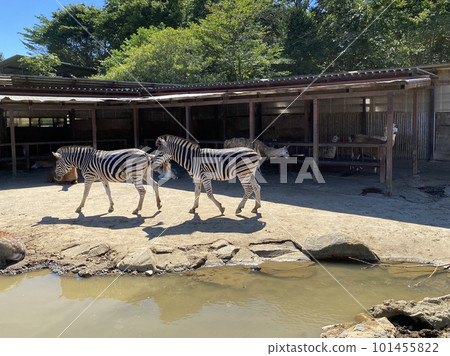 Landscape with zebra 101455822
