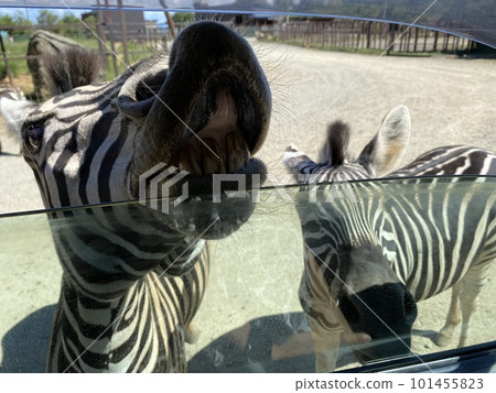 Animals asking for food at the safari park 101455823