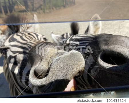 Animals asking for food at the safari park 101455824