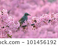 Kawazu cherry blossoms and bulbuls in full bloom 101456192