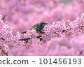 Kawazu cherry blossoms and bulbuls in full bloom 101456193