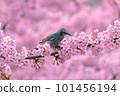 Kawazu cherry blossoms and bulbuls in full bloom 101456194