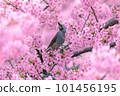 Kawazu cherry blossoms and bulbuls in full bloom 101456195