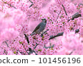 Kawazu cherry blossoms and bulbuls in full bloom 101456196