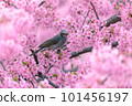 Kawazu cherry blossoms and bulbuls in full bloom 101456197