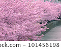 Scenery with pink Kawazu cherry blossoms 101456198