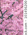 Kawazu cherry blossoms and bulbuls in full bloom 101456200