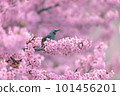 Kawazu cherry blossoms and bulbuls in full bloom 101456201