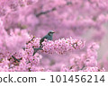 Bulbul perching on a branch of cherry blossoms in full bloom 101456214