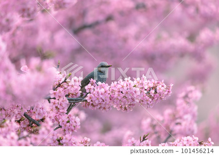 Bulbul perching on a branch of cherry blossoms in full bloom 101456214