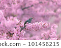 Bulbul perching on a branch of cherry blossoms in full bloom 101456215