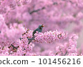 Bulbul perching on a branch of cherry blossoms in full bloom 101456216