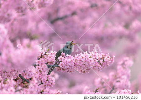 Bulbul perching on a branch of cherry blossoms in full bloom 101456216