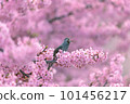 Bulbul perching on a branch of cherry blossoms in full bloom 101456217