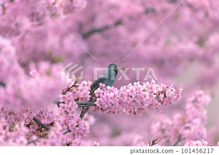 Bulbul perching on a branch of cherry blossoms in full bloom 101456217