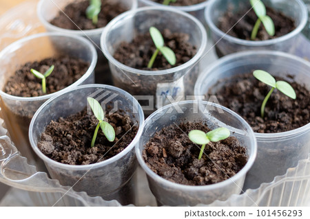 seedlings with pepper at home, on the table, home seedlings on the table. Preparing for the summer season in the garden 101456293