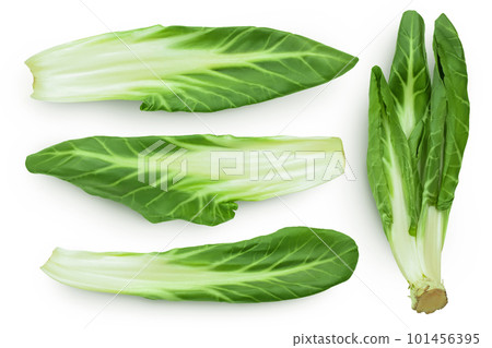 Organic fresh chard plant isolated on white background with full depth of field 101456395