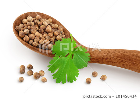 Dried coriander seeds in the wooden spoon with fresh green leaf isolated on white background Dried coriander seeds in the wooden spoon with fresh green leaf isolated on white background 101456434