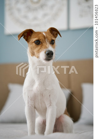Cute dog sitting on the bed in living room, close up. Adorable pet. Jack Russell Terrier portrait. Cute dog sitting on the bed in living room, close up. Adorable pet. Jack Russell Terrier portrait. 101456823