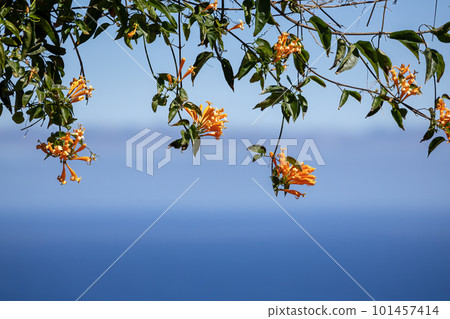 A bunch of pyrostegia flowers on branches with the ocean in the background. A bunch of pyrostegia flowers on branches with the ocean in the background. 101457414
