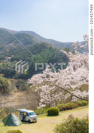 [Spring] Scenery with cherry blossoms 101457484