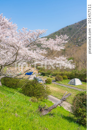 [Spring] Scenery with cherry blossoms in full bloom 101457511