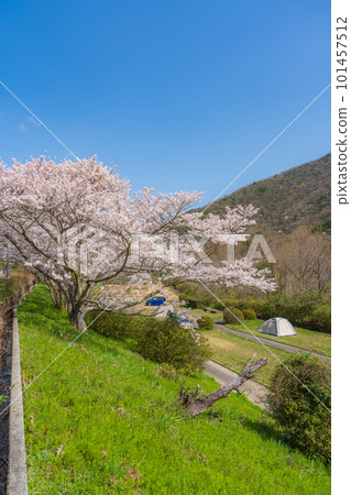 [春天]櫻花盛開的風景 101457512