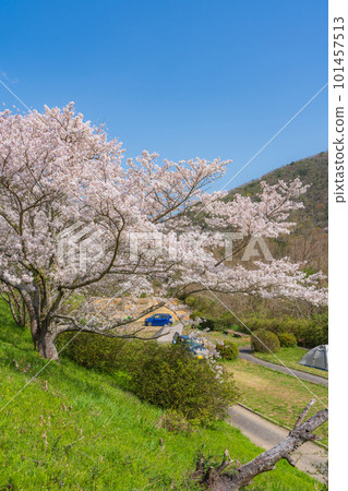 [春天]櫻花盛開的風景 101457513