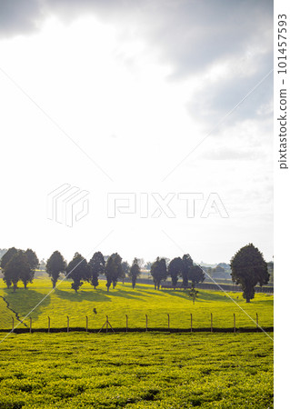 Tea Leaves Farm Plantations Estate in Kiambu County Kenya East Africa 101457593