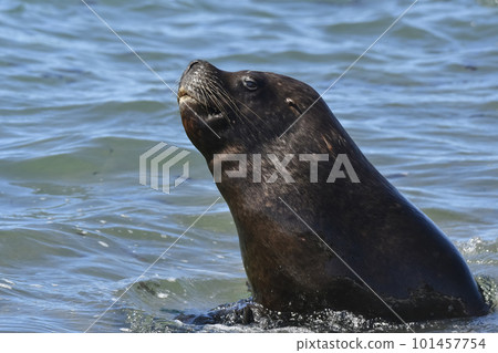 Male Sea Lion , Patagonia, Argentina 101457754