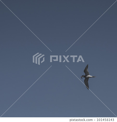 Sandwich Tern in flight, Patagonia Argentina. Sandwich Tern in flight, Patagonia Argentina. 101458143