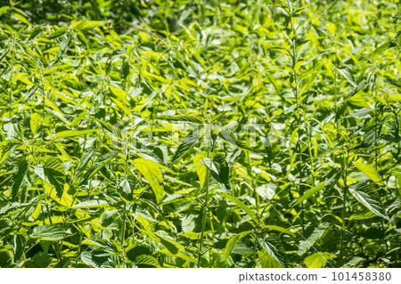 The nettle, Urtica dioica, with green leaves grows in natural thickets. Medicinal wild plant nettle. Nettle grass with fluffy green leaves. The nettle, Urtica dioica, with green leaves grows in natural thickets. Medicinal wild plant nettle. Nettle grass with fluffy green leaves. 101458380