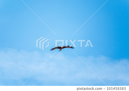 The bird of prey Black Kite flying in blue Sky The bird of prey Black Kite flying in blue Sky 101458383