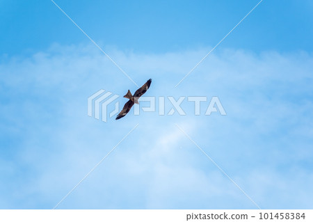 The bird of prey Black Kite flying in blue Sky The bird of prey Black Kite flying in blue Sky 101458384