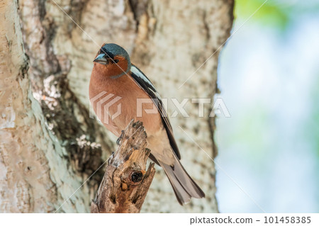 Common chaffinch, Fringilla coelebs, sits on a tree. Common chaffinch in wildlife. Common chaffinch, Fringilla coelebs, sits on a tree. Common chaffinch in wildlife. 101458385