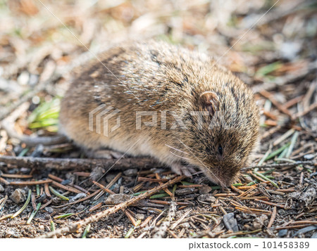 A closeup of a Common vole, Microtus arvalis, on the ground with a blurry background 101458389