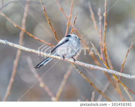 European long-tailed tit, latin name Aegithalos caudatus. A bird sitting on a branch in a deciduous forest. European long-tailed tit, latin name Aegithalos caudatus. A bird sitting on a branch in a deciduous forest. 101458391