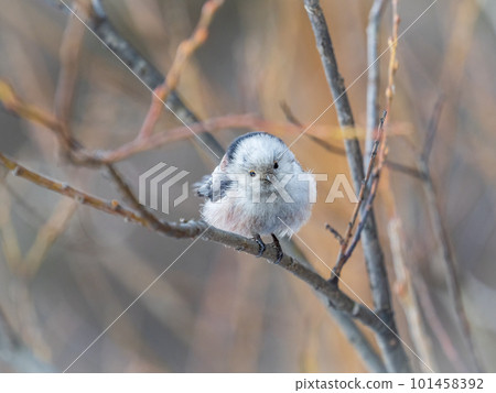 European long-tailed tit, latin name Aegithalos caudatus. A bird sitting on a branch in a deciduous forest. 101458392