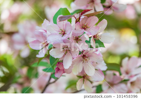 Fresh pink flowers of a blossoming apple tree with blured background 101458396