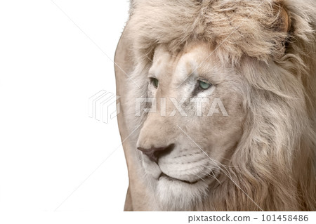 White lion portrait, isolated close-up White lion portrait, isolated close-up 101458486