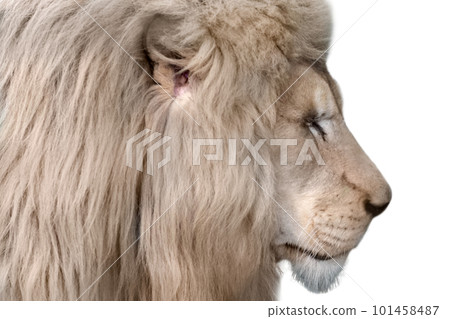 White lion portrait, isolated close-up White lion portrait, isolated close-up 101458487