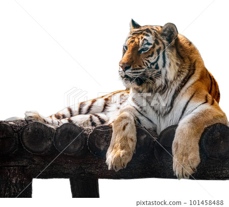 Tiger on wooden deck Tiger on wooden deck 101458488