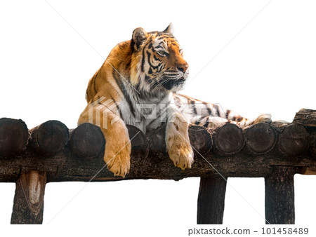 Wild tiger lying down on wooden deck, isolated 101458489