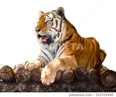 Siberian or Amur tiger lying down on wooden deck Siberian or Amur tiger lying down on wooden deck 101458490