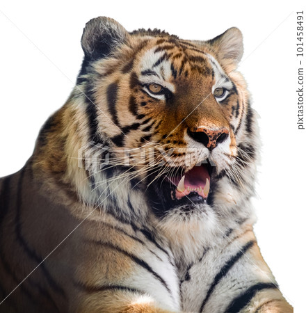Tiger head close-up with fangs, isolated portrait Tiger head close-up with fangs, isolated portrait 101458491