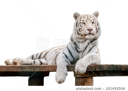 White tiger on transparent background White tiger on transparent background 101458504