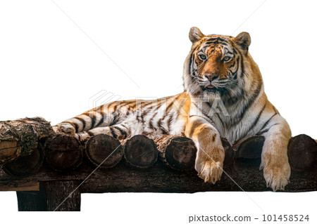 Gorgeous tiger lying down on wooden deck 101458524