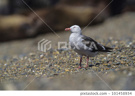 Antarctic giant petrel in nest , 101458934