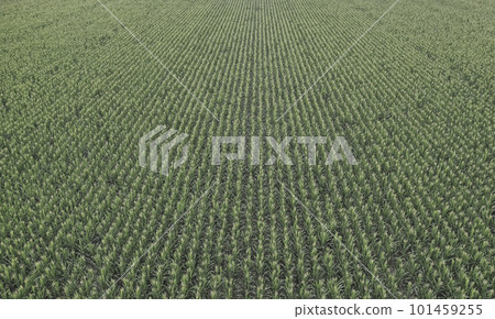 Sunflower cultivation, Aerial view, in pampas region, Argentina 101459255