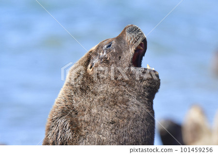 Male Sea Lion , Patagonia, Argentina 101459256
